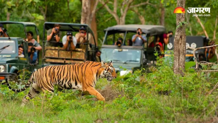 Jungle Safari के लिए एक्सप्लोर करें भारत के 6 नेशनल पार्क (Image Source: Freepik)