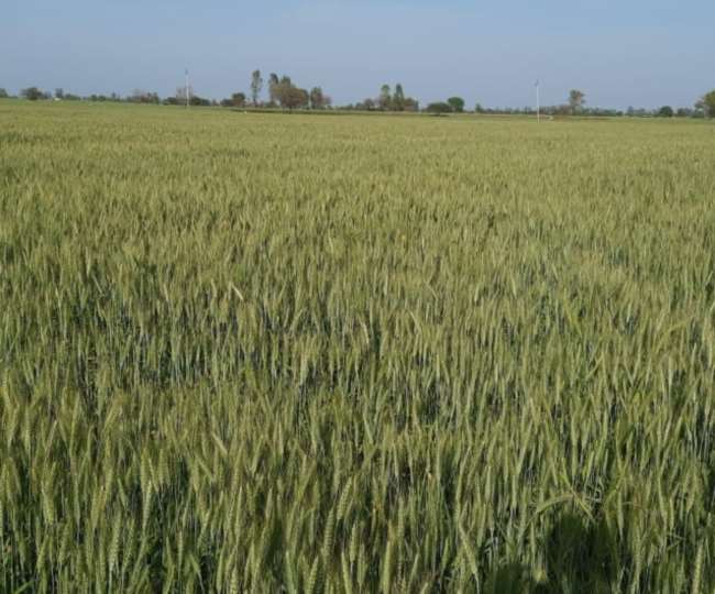 गर्मी ने बढ़ाई किसानों की चिंता, ज्यादा तापमान में जल्दी पकेगी गेहूं,  उत्पादन हो सकता कम - Wheat crop will ripen soon due to high temperature  this year