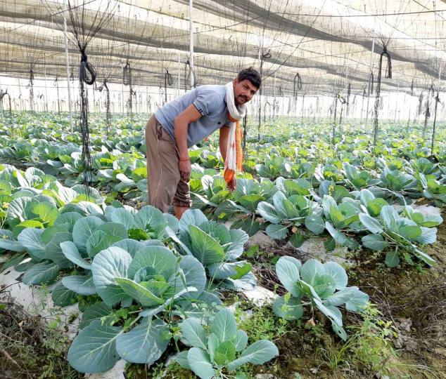 naraindatt got many awards after doing shimla mirch farming