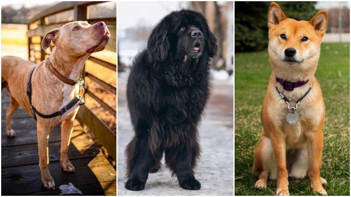 Expensive Dog Breeds पिटबुल से लेकर मैस्टिफ तक, ये हैं भारत में मिलने
