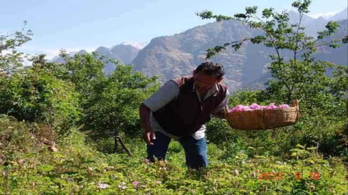धामी सरकार ने वित्तीय वर्ष 2023-24 के बजट में खेती-किसानी पर खास ध्यान केंद्रित किया है। जागरण