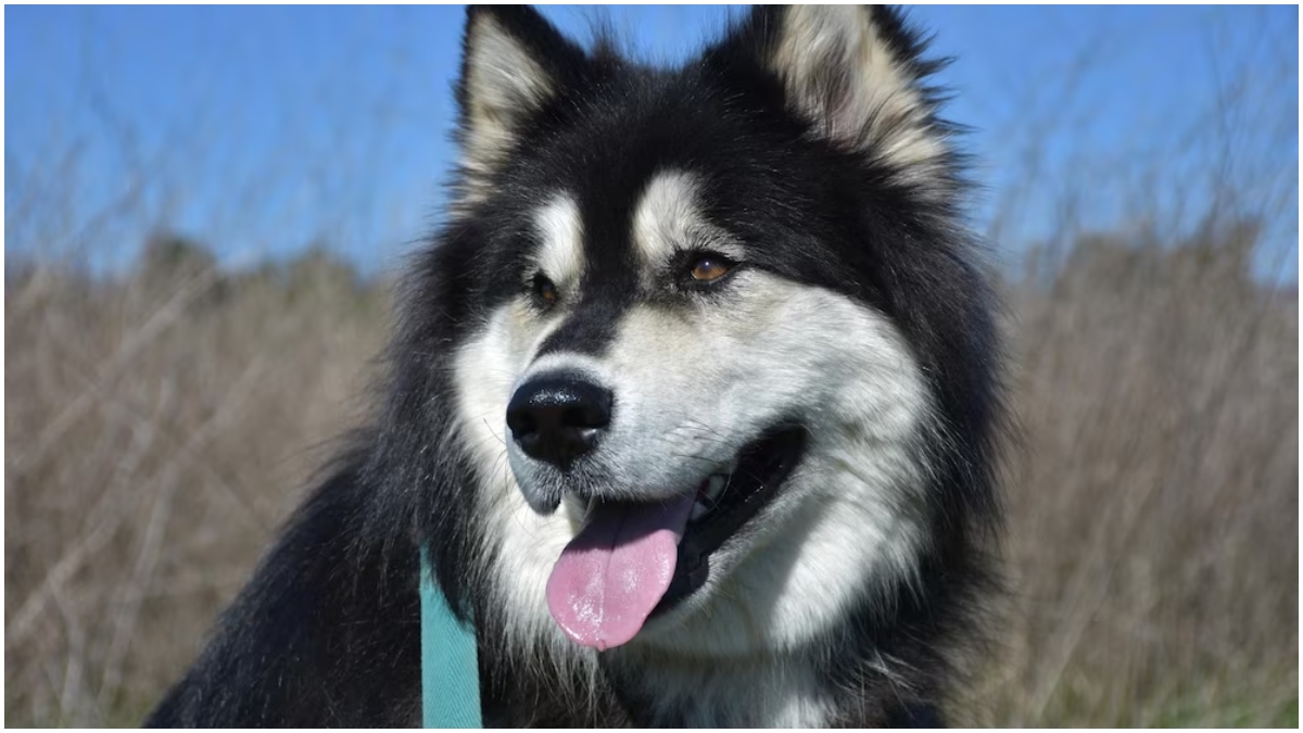 Expensive Dog Breeds पिटबुल से लेकर मैस्टिफ तक, ये हैं भारत में मिलने