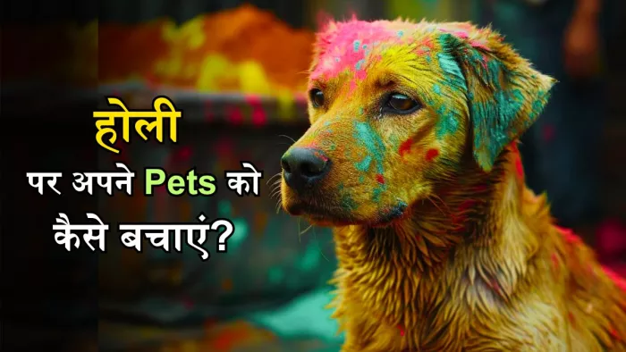 होली पर अपने पेट्स का ऐसे रखें ख्याल