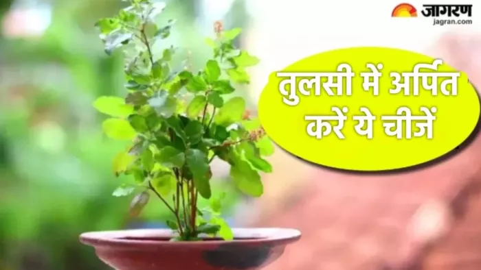 Tulsi Upay: तुलसी में अर्पित करें ये चीजें, दांपत्य जीवन में मिलेगा लाभ