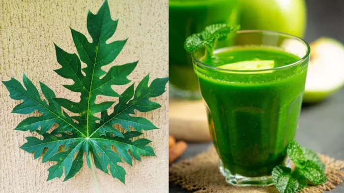 पपीते के पत्ते का जूस शुगर को भी कंट्रोल करता है। ( Pic Courtesy : Freepik)