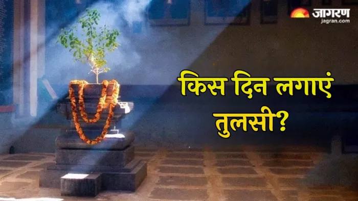 Tulsi Puja Niyam: तुलसी से जुड़े नियम (Pic Credit-AI)