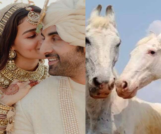 Ranbir Kapoor and Alia Bhatt horse free marriage initiative, Instagram