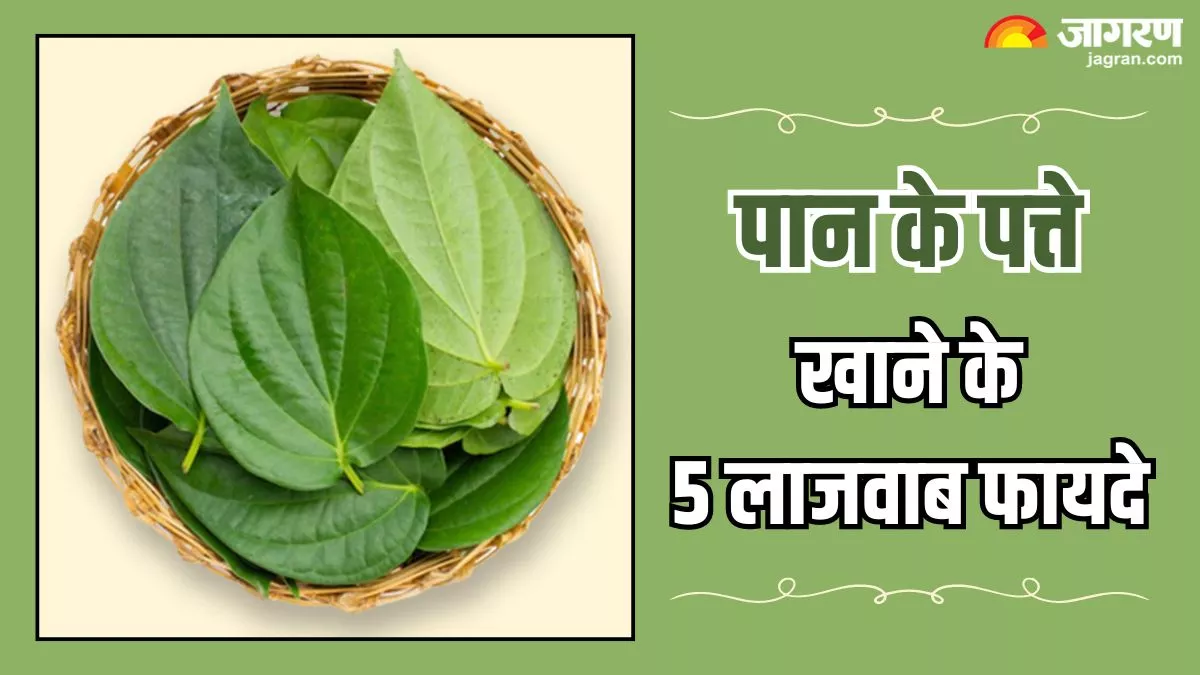 Benefits of Betel Leaves: गर्मियों में पेट को ठंडक देता है पान का पत्ता, जानिए इसे खाने के 5 बेमिसाल फायदे