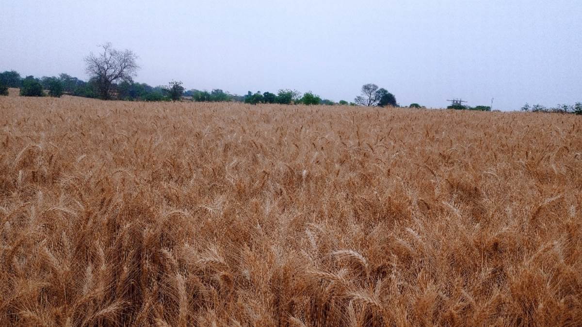 https://www.jagranimages.com/images/newimg/16042024/16_04_2024-farmers_news_7_23697752.jpg