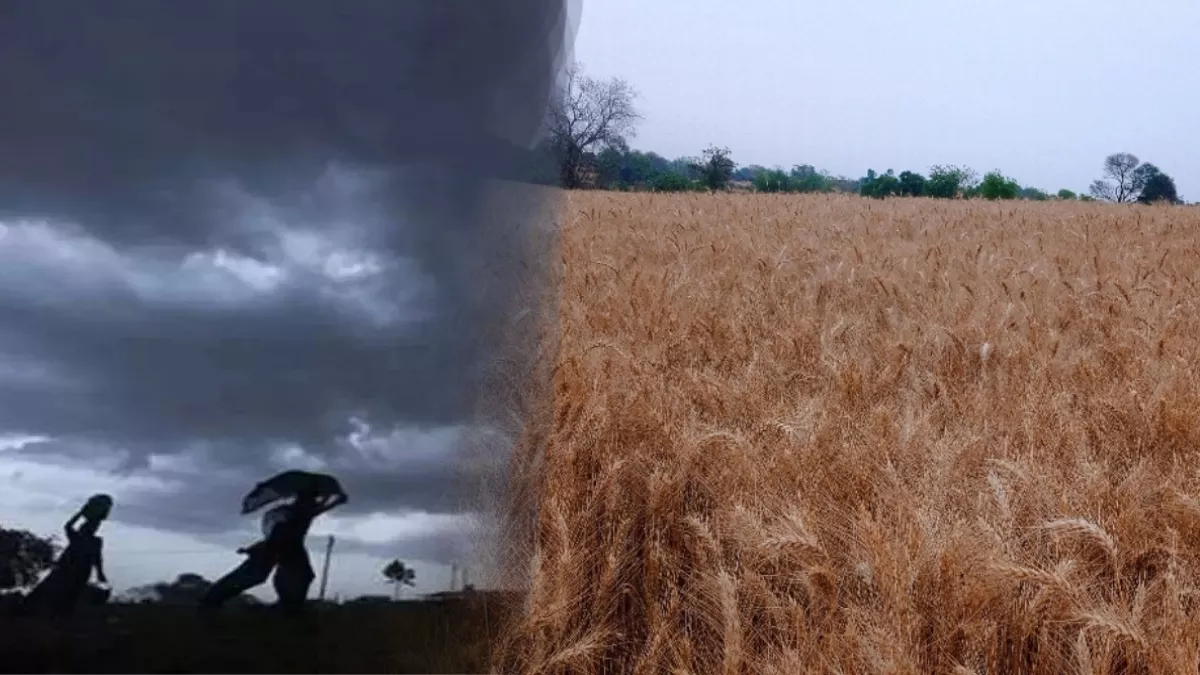Punjab Weather Update: आधी रात में झमाझम बरसे बादल, दांव पर किसानों की साल भर की मेहनत; कृषि विशेषज्ञों ने दी ये सलाह