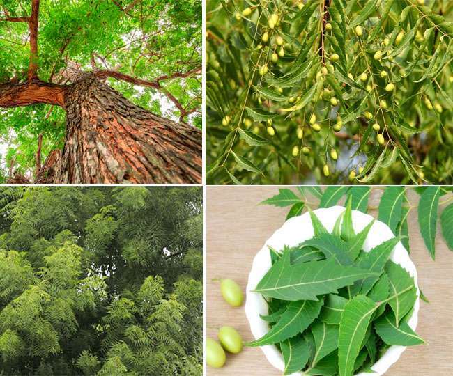 फरीदाबाद : नीम के प्रभाव जान ने के लिए शोध शुरू