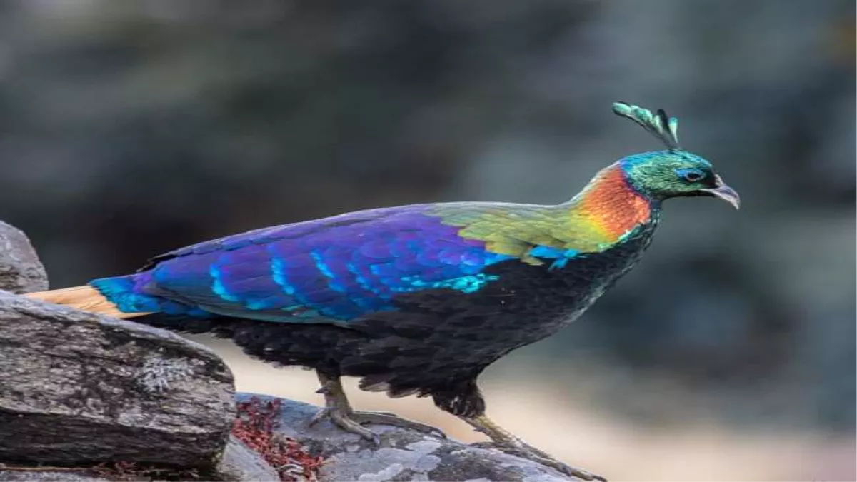 उत्तराखंड में हिमालयी पक्षियों की सर्वाधिक प्रजातियां, बर्ड काउंट इंडिया की ओर से किए गए सर्वे में सामने आए तथ्‍य