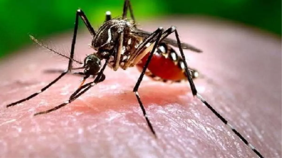 राष्ट्रीय डेंगू दिवस : कोरोना से कम घातक नहीं डेंगू का डंक, बचना है तो बरतें सावधानी