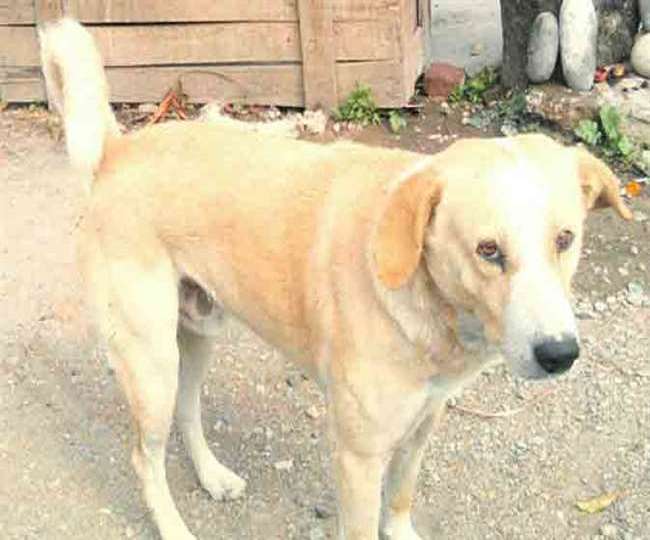 Delhi News:नानी को कुत्ते ने काटा, नाती जाएगा जेल; बुजुर्ग महिला ने पूरा वाकया बताया तो पुलिस भी हुई हैरान