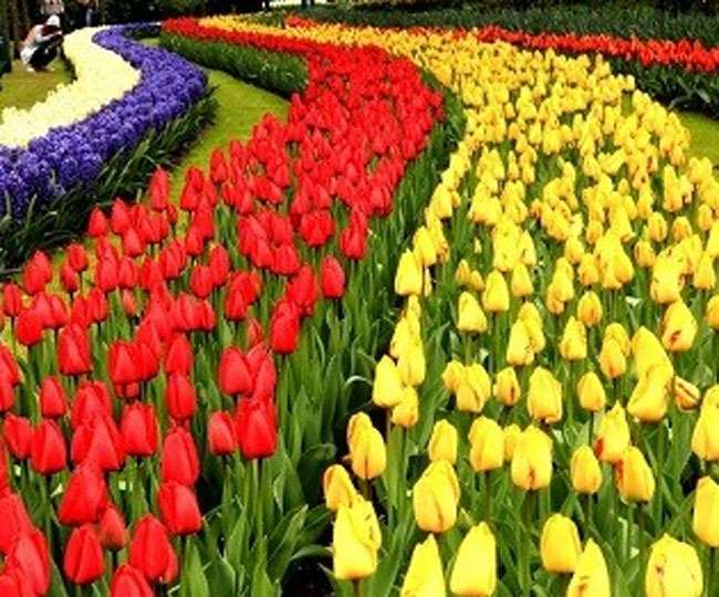 सुरेंद्र प्रकाश ने फूलों की खेती कर जिला के सफल किसानों में अपनी अलग पहचान बनाई है।