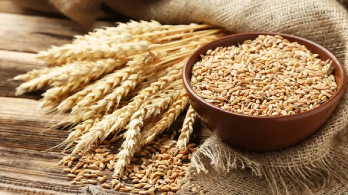 Wheat Export Ban: अंतरराष्ट्रीय स्तर पर गेहूं के दाम में आया उछाल, भारत के निर्यात प्रतिबंध के बाद मची हलचल