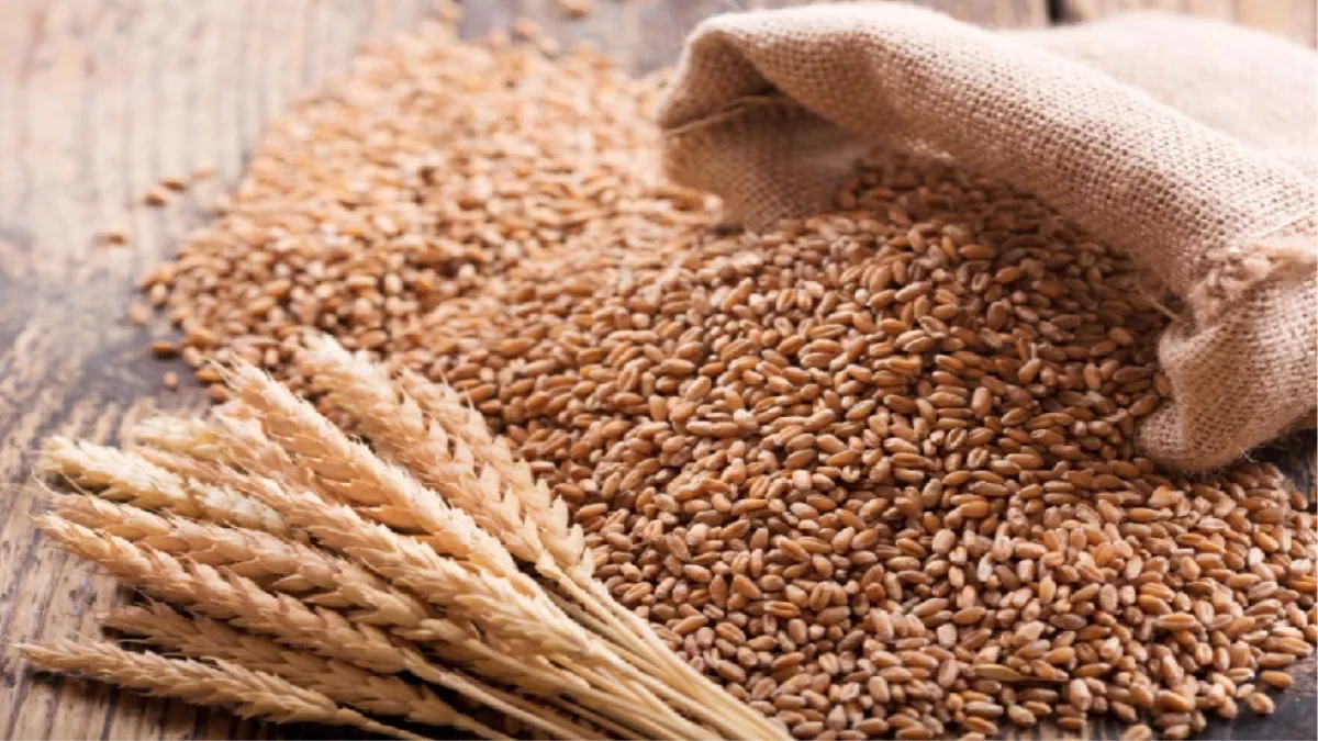 Wheat Purchase: गेहूं का सरकारी स्टॉक अब और बढ़ाना नहीं होगा आसान, घरेलू बाजार में मिल रहा एमएसपी से अधिक मूल्य