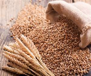 Wheat Purchase: गेहूं का सरकारी स्टॉक अब और बढ़ाना नहीं होगा आसान, घरेलू बाजार में मिल रहा एमएसपी से अधिक मूल्य