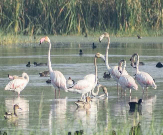 वायुमंडल में घुलते जहर के कारण रूठ रहे हैं विदेशी मेहमान। फाइल फोटो।