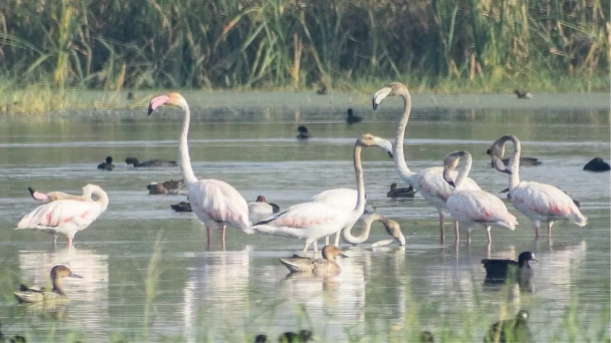 Jagran Trending | World Migratory Birds Day 2022: वायुमंडल में घुलते जहर के कारण रूठ रहे हैं विदेशी मेहमान, प्रवासी पक्षियों की संख्‍या में आई बड़ी गिरावट - एक्‍सपर्ट व्‍यू