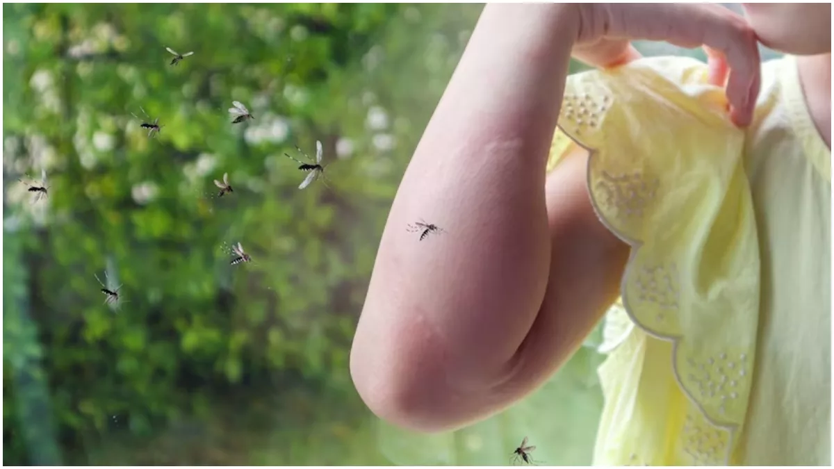 National Dengue Day 2023: डेंगू से बचाव करने के लिए आपके काम आएंगे ये 5 तरीके
