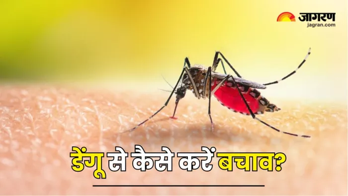 डेंगू से बचाव के लिए इन जरूरी बातों का रखें ख्याल (Picture Courtesy: Freepik)