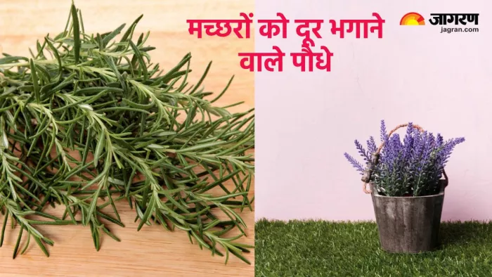 National Dengue Day 2024: मच्छरों को दूर रखने वाले पौधे