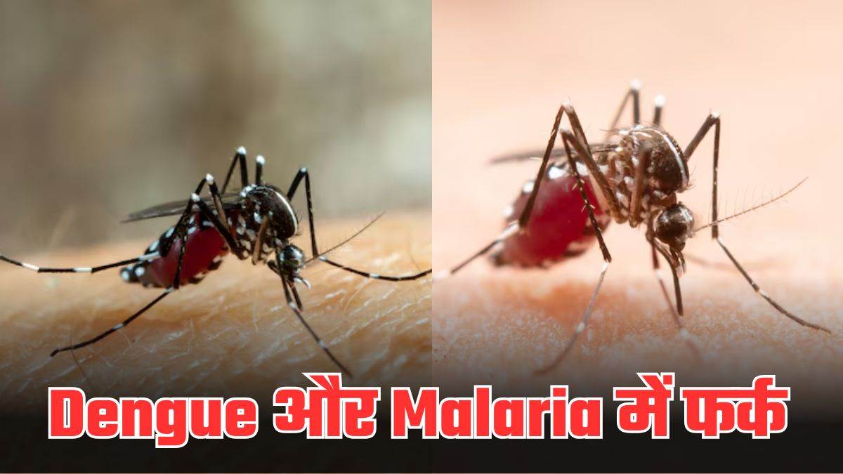 https://www.jagranimages.com/images/newimg/16052025/16_05_2025-dengue_1_23938842.jpg