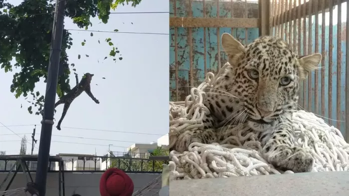 गजब! कुत्ते के डर से पेड़ पर चढ़ गया तेंदुआ, दो घंटे तक नहीं उतरा; वन विभाग ने ऐसे किया रेस्क्यू