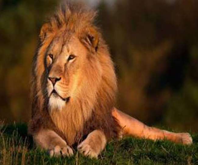 गुजरात में गिर एवं उसके आसपास के इलाकों में उत्साहजनक है बब्बर शेरों की  संख्या बढ़ना - The number of Babbar lions in Gujarat Gir forests is  encouraging jagran special