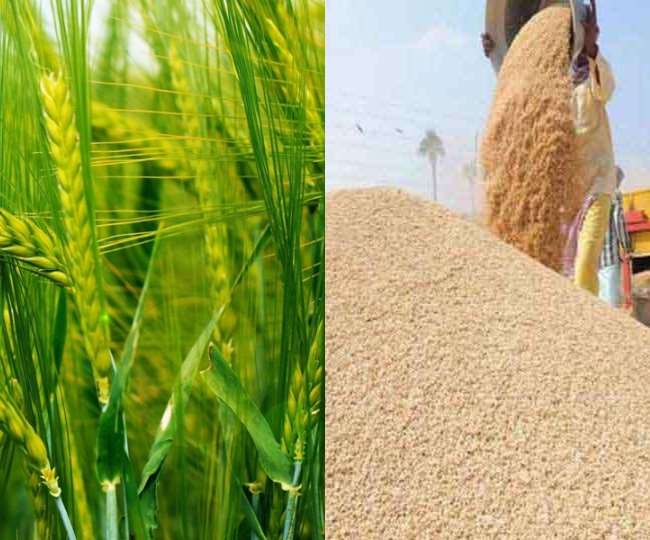 There is a rise in the prices of paddy and wheat crops in the markets of Haryana, know the latest prices here