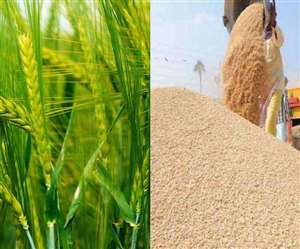 1961 से 2014 के बीच 16 फीसद ज्यादा खेतों में उपज हो रही है। यह क्षेत्र जर्मनी से दोगुना है।