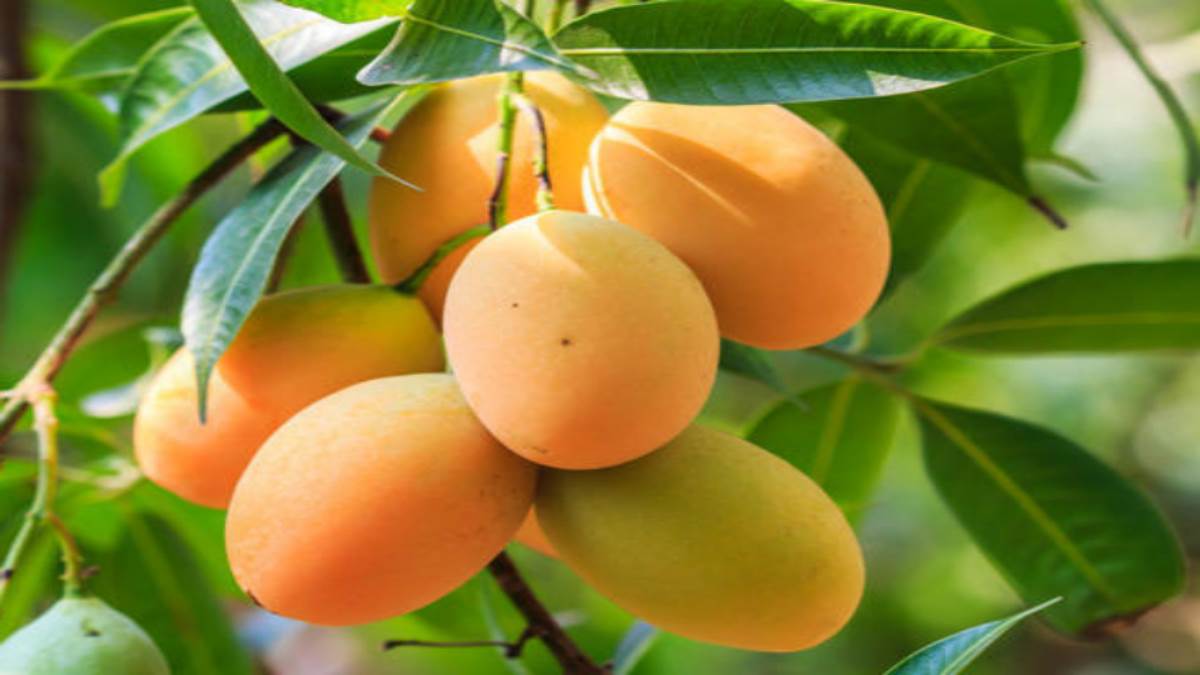https://www.jagranimages.com/images/newimg/16062022/16_06_2022-mango_22805996.jpg