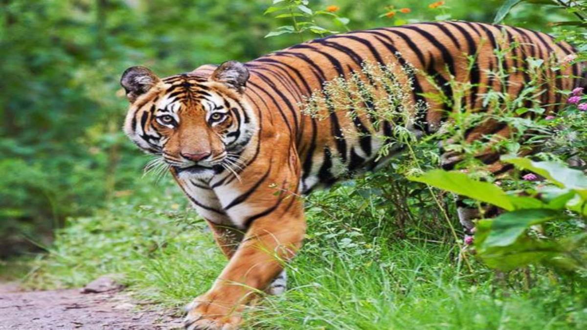 similipal sanctuary closed for tourists for four months