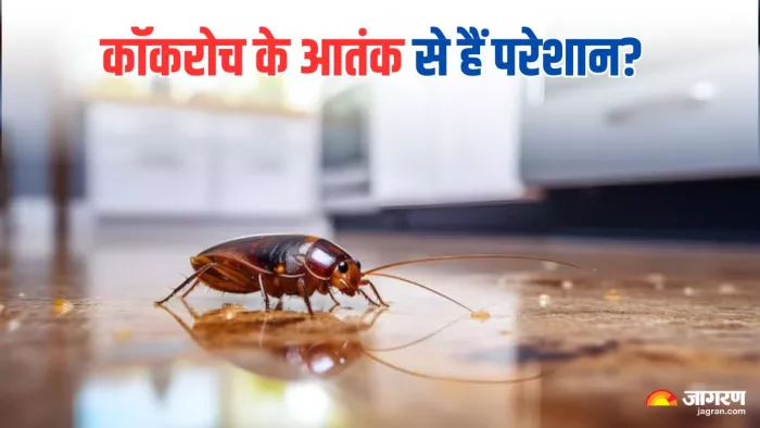 फॉलो करेंगे ये टिप्स तो घर से भागने को मजबूर हो जाएंगे कॉकरोच। (Image Credit- Freepik)