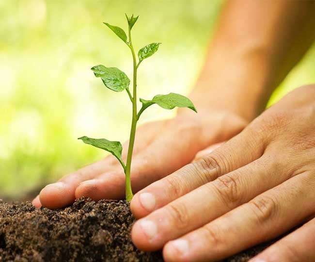 Vastu Tips Which Plant should be plant on Thursday