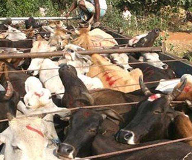 Every day hundreds of trucks and containers carrying animals are being sent to Bangladesh via Purnia, huge amount reaches the police too - पशु तस्करी... पूर्णिया होकर बंग्लादेश भेजी जा रही हर