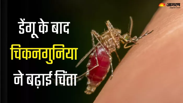चिकनगुनिया के लक्षण और बचाव के तरीके (Picture Credit- Freepik)