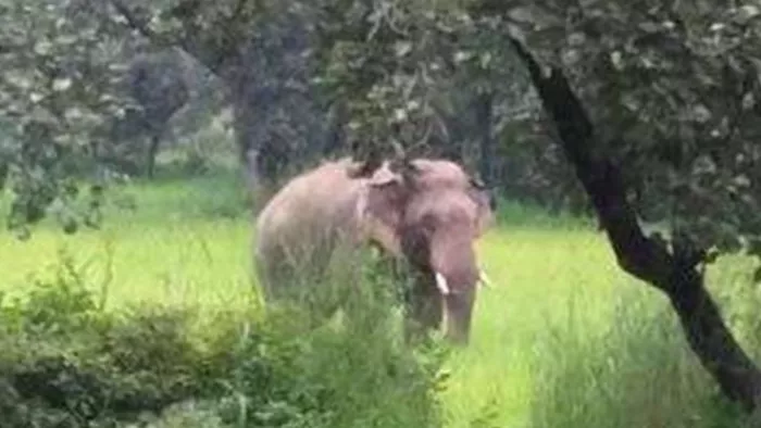 कुकड़ू, ईचागढ़, नीमडीह व चांडिल में हाथियों ने जमकर उत्पात मचाया है। (फाइल फोटो)