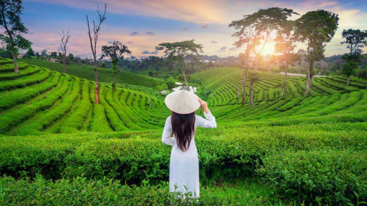 https://www.jagranimages.com/images/newimg/16072025/16_07_2025-tea_garden_23985951.jpg