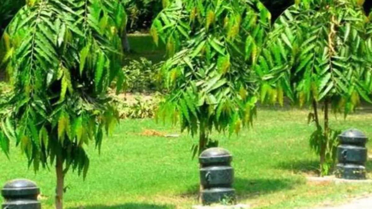 https://www.jagranimages.com/images/newimg/16072025/16_07_2025-tree_23985895.jpg