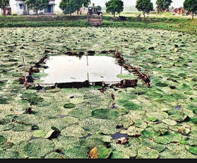 International Makhana Center in Bihar is trying to discover opportunities of farming fox nut in abroad