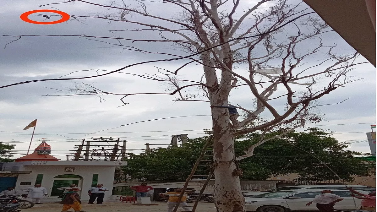 पेड़ से उलझी पतंग की डोर में बन रही जानलेवा, फंसा परिंदा, लोगों की कोशिश से बचाी जान