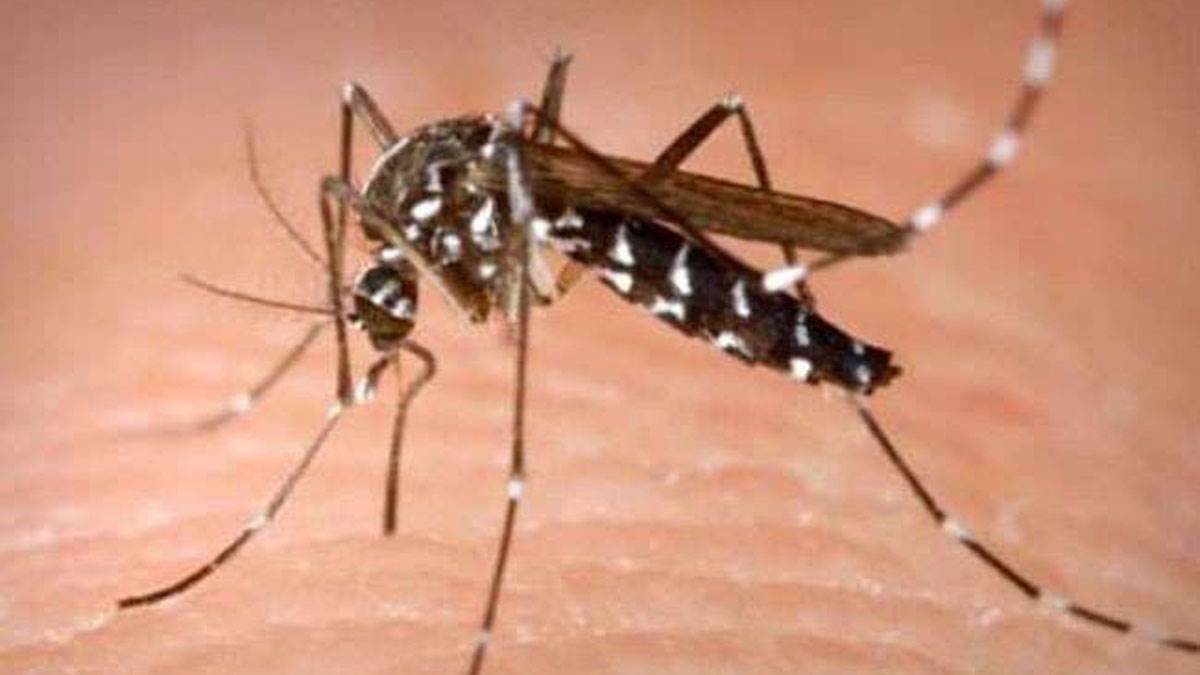 Dengue cases increase in Bengal: बंगाल में डेंगू के मामले लगभग सात गुना बढ़े