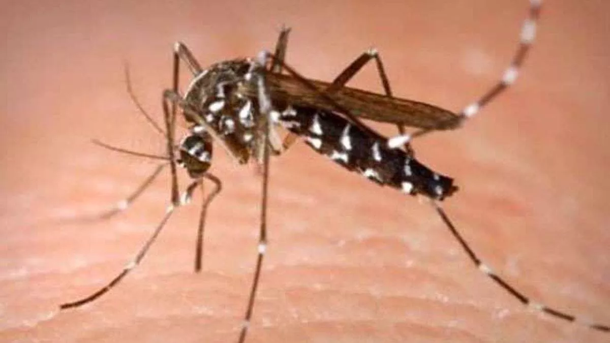 Dengue cases increase in Bengal: बंगाल में डेंगू का कहर, अगस्त में लगभग सात गुना बढ़े मामले