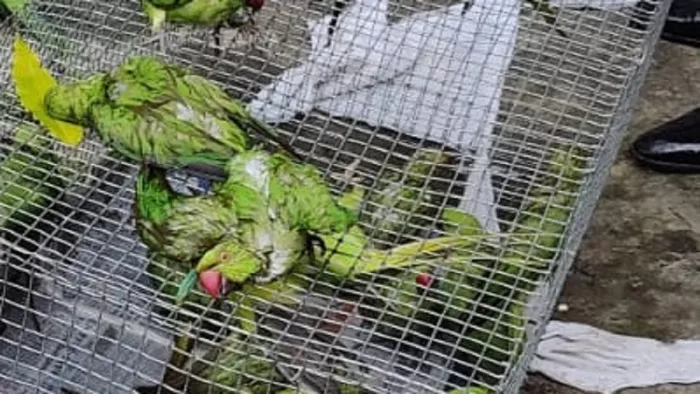 135 तोते और चार कछुओं के साथ तस्कर दबोचा, 125 तोतों की गई जान