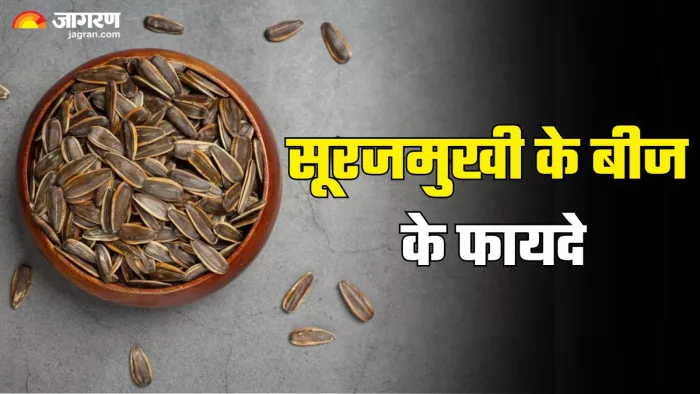 सूरजमुखी के बीज के फायदे (Picture Credit- Freepik)