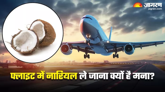 हवाई जहाज में नारियल ले जाने पर क्यों लगी है पाबंदी? (Image Source: Freepik)