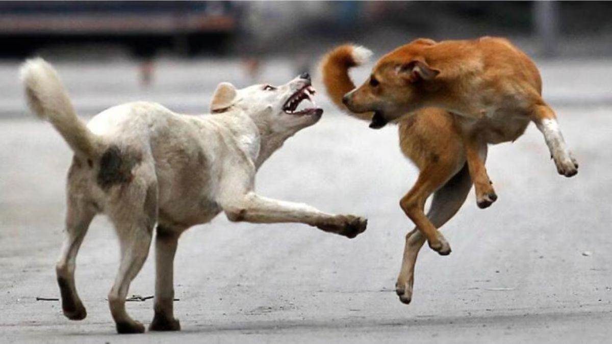 https://www.jagranimages.com/images/newimg/16082025/16_08_2025-dogesh_24014754_15122276.jpg