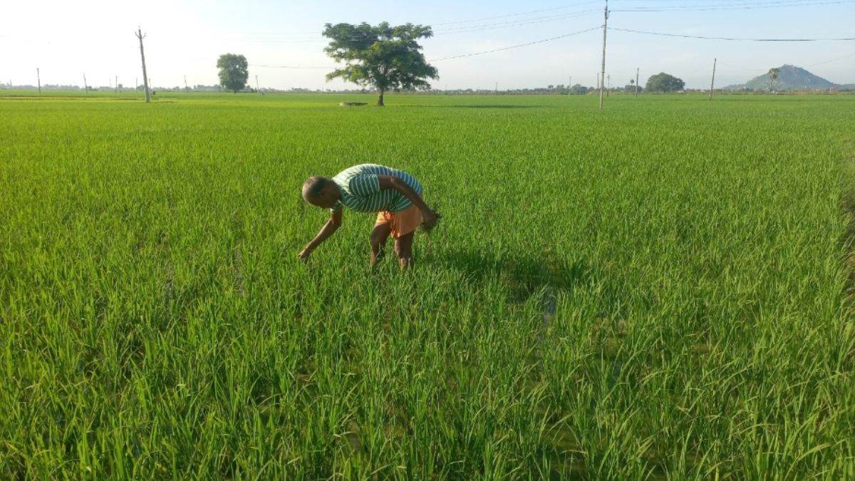 https://www.jagranimages.com/images/newimg/16082025/16_08_2025-farmer_1_24014701_151124614.jpg